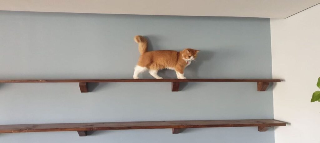 Live Edge Wood Shelves